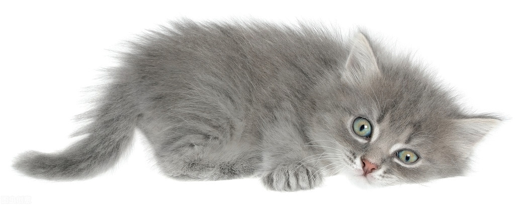 第一次买猫全过程,买猫养猫攻略新手必看