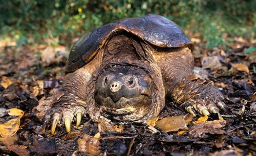 世界上100种最可怕的入侵物种,盘点几个最可怕的外来物种