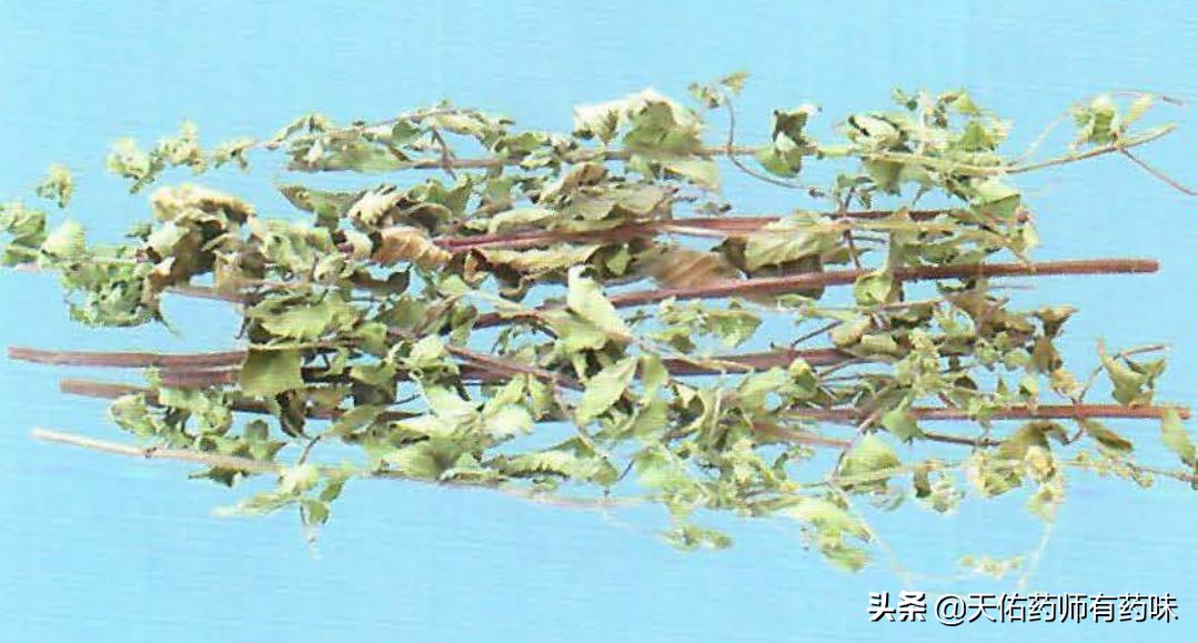 熬中药薄荷什么时候放,薄荷中药的功效与作用