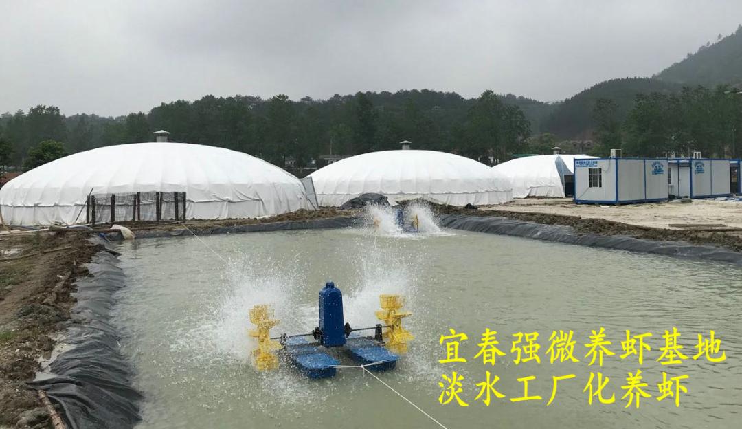 海白虾养虾技术新手入门,养海虾的技术和方法