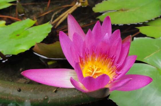 睡莲的水培方法睡莲可以全水养吗,睡莲盆栽种植条件和方法