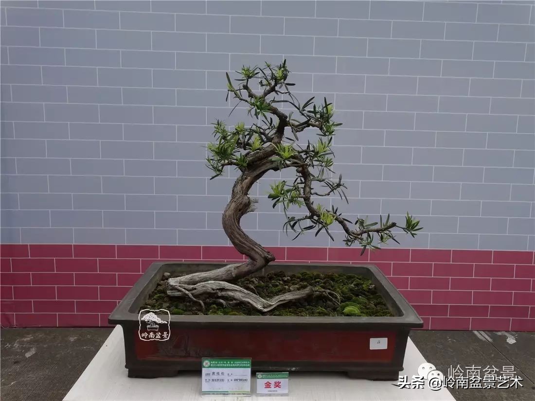 罗汉松盆景开运招财，非其莫属！清风雅韵，当之无愧！