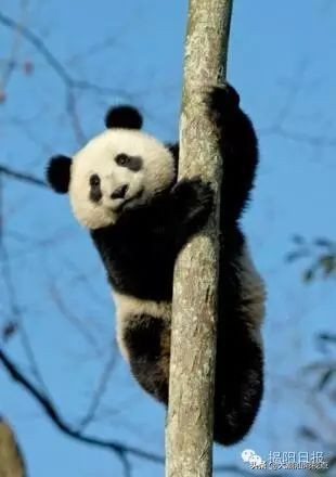 潮汕话是不是中国古汉语,潮汕话真实无变