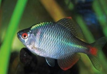 避免小杂鱼最好办法,避小杂鱼有什么方法