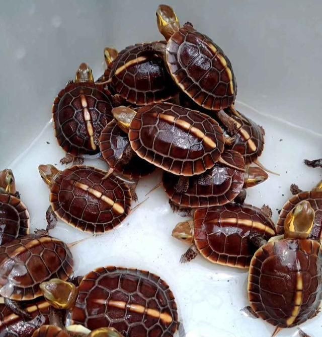 怎么防止黄缘龟埋土,如何防止黄缘龟偷蛋