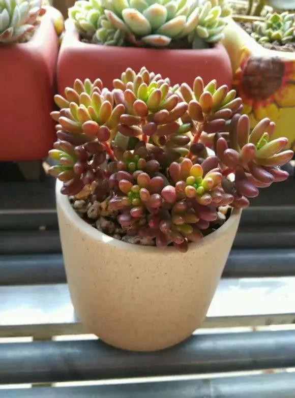 多肉虹之玉开花,多肉虹之玉长白霜