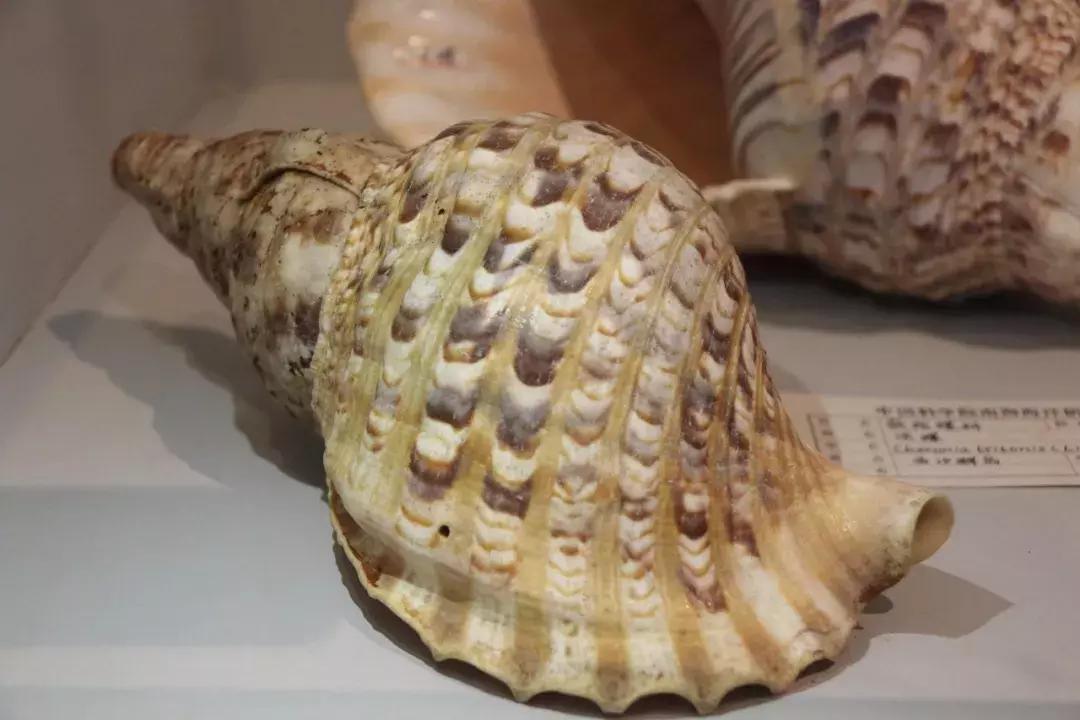 四大名螺哪个最好看,四大名螺正确摆放