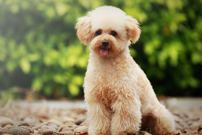 贵宾犬不吃东西又吐怎么办,贵宾犬不吃狗粮怎么办