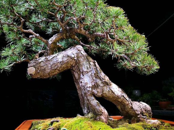 黑松裸根,黑松根什么样