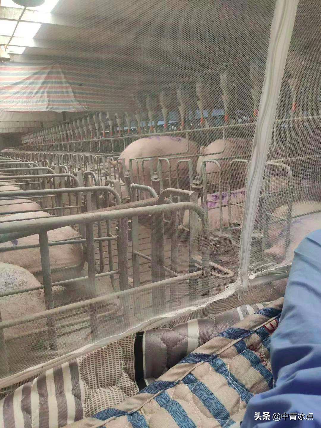 大学生养猪年薪18万,有人铲一次猪粪就跑路,和母猪同吃同睡,“时间长了腌入味儿”