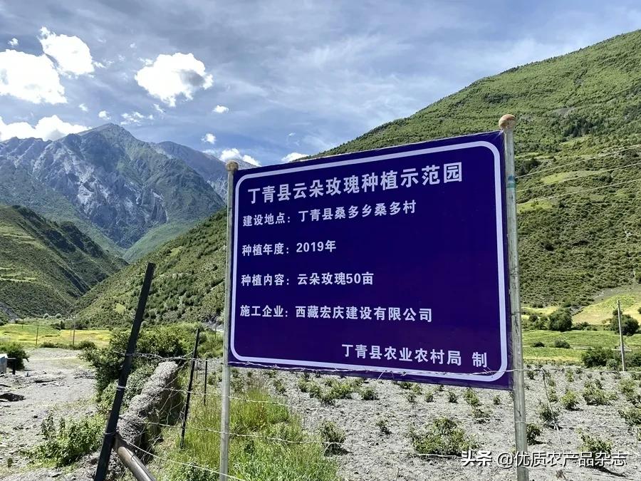 美丽健康、治沙脱贫，打通玫瑰产业链，她的云朵玫瑰开出别样美丽