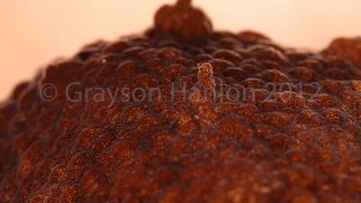 看完章鱼两条腿跑路的样子，我差点信了它是外星人后代