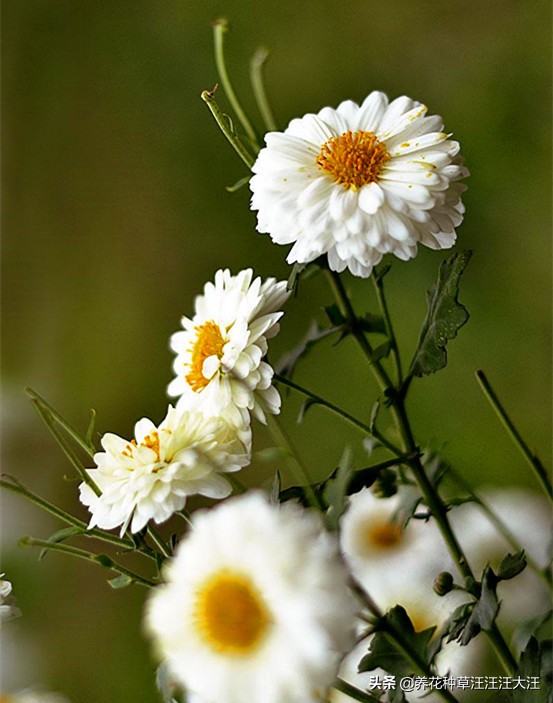 米黄色染发剂,一次性米黄色染发剂