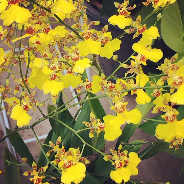 春天开放的十种花介绍,冬季里开花的15种花卉