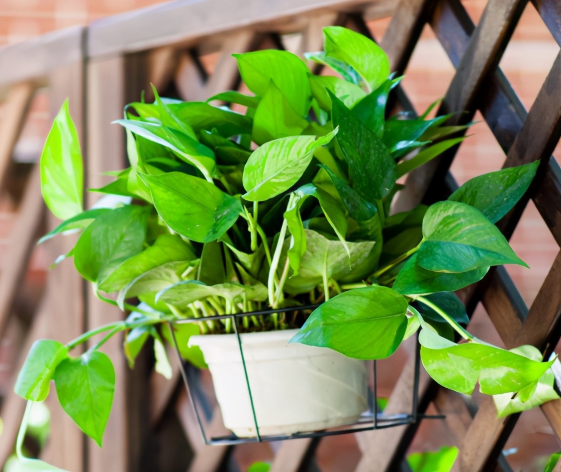 养的绿萝烂根是什么原因,绿萝黄叶了怎么办教你一招救活