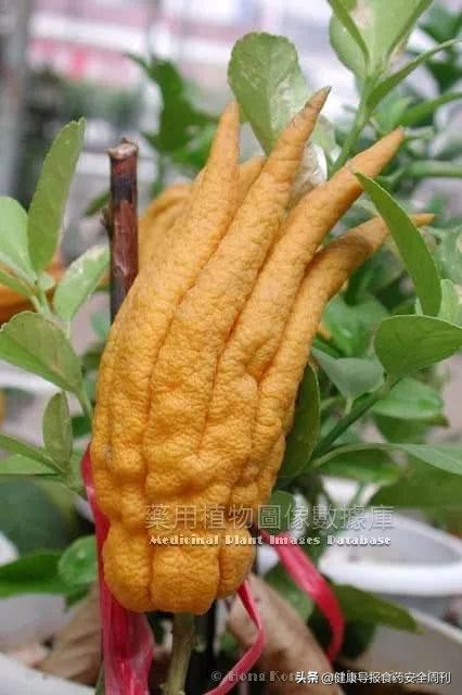 佛手的功效与作用,中药佛手图片