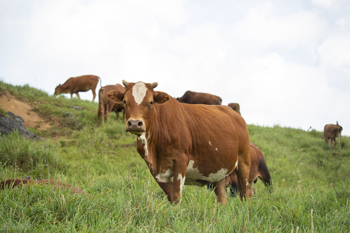 岂止片仔癀，盘点那些价格昂贵的中成药，简析为何难入寻常百姓家