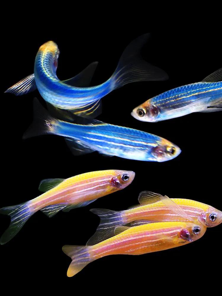 养观赏鱼新手入门教程,新手养观赏鱼养什么鱼好