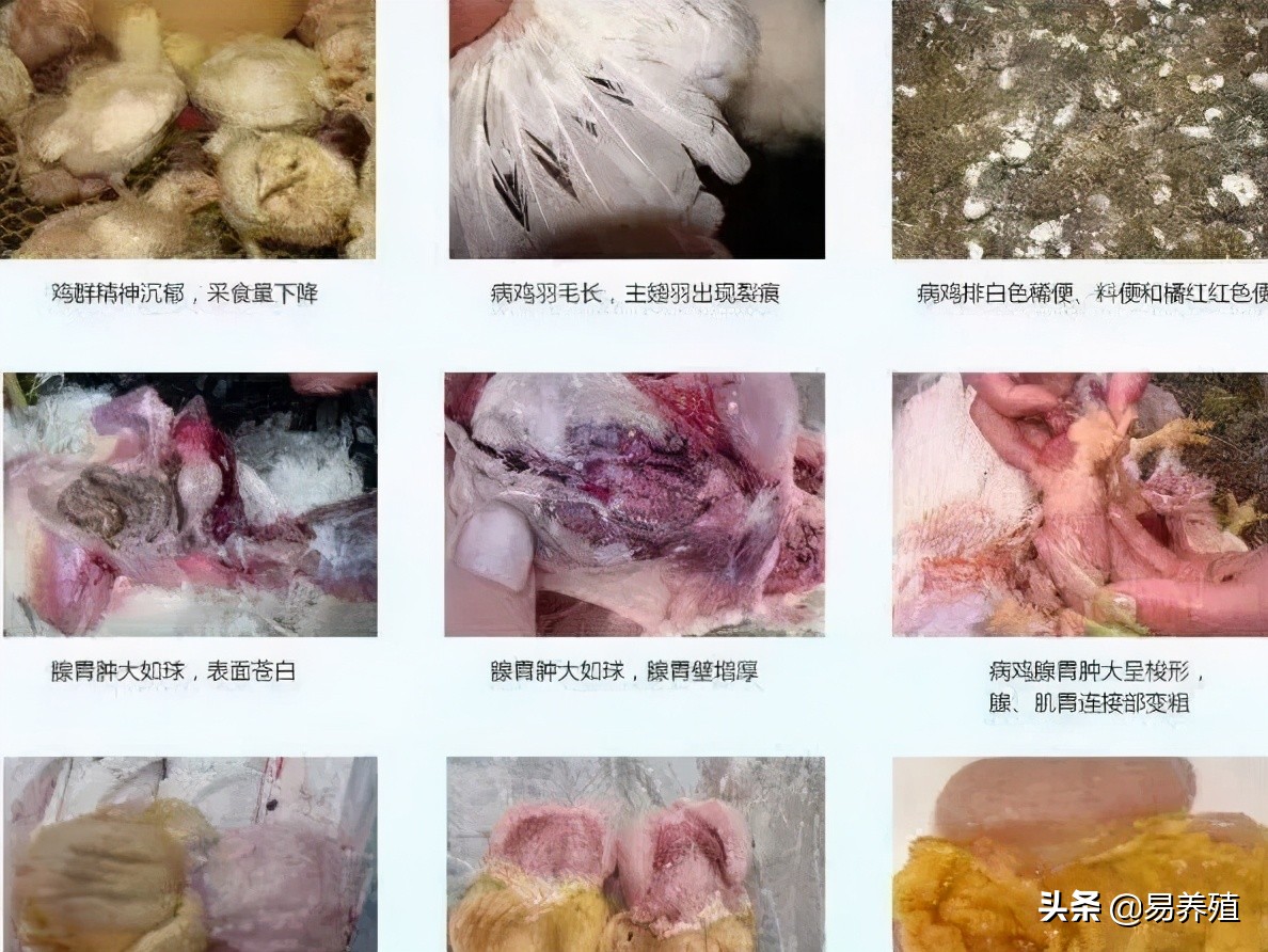 易养殖:带你治好鸡腺胃炎