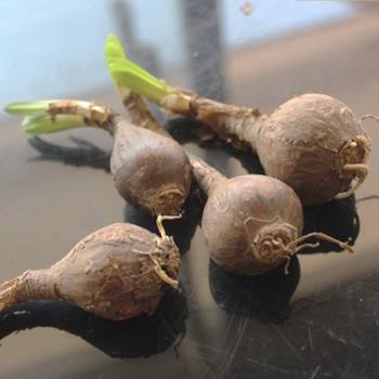 曼珠沙华彼岸花是死亡之花吗,曼珠沙华在墓地里的真实照片