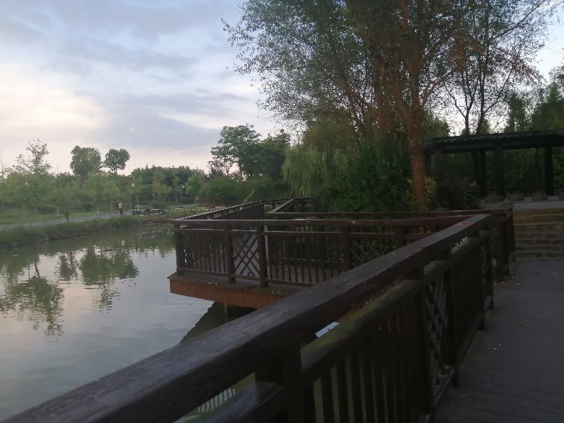 莲花的魅力,莲花的文化底蕴