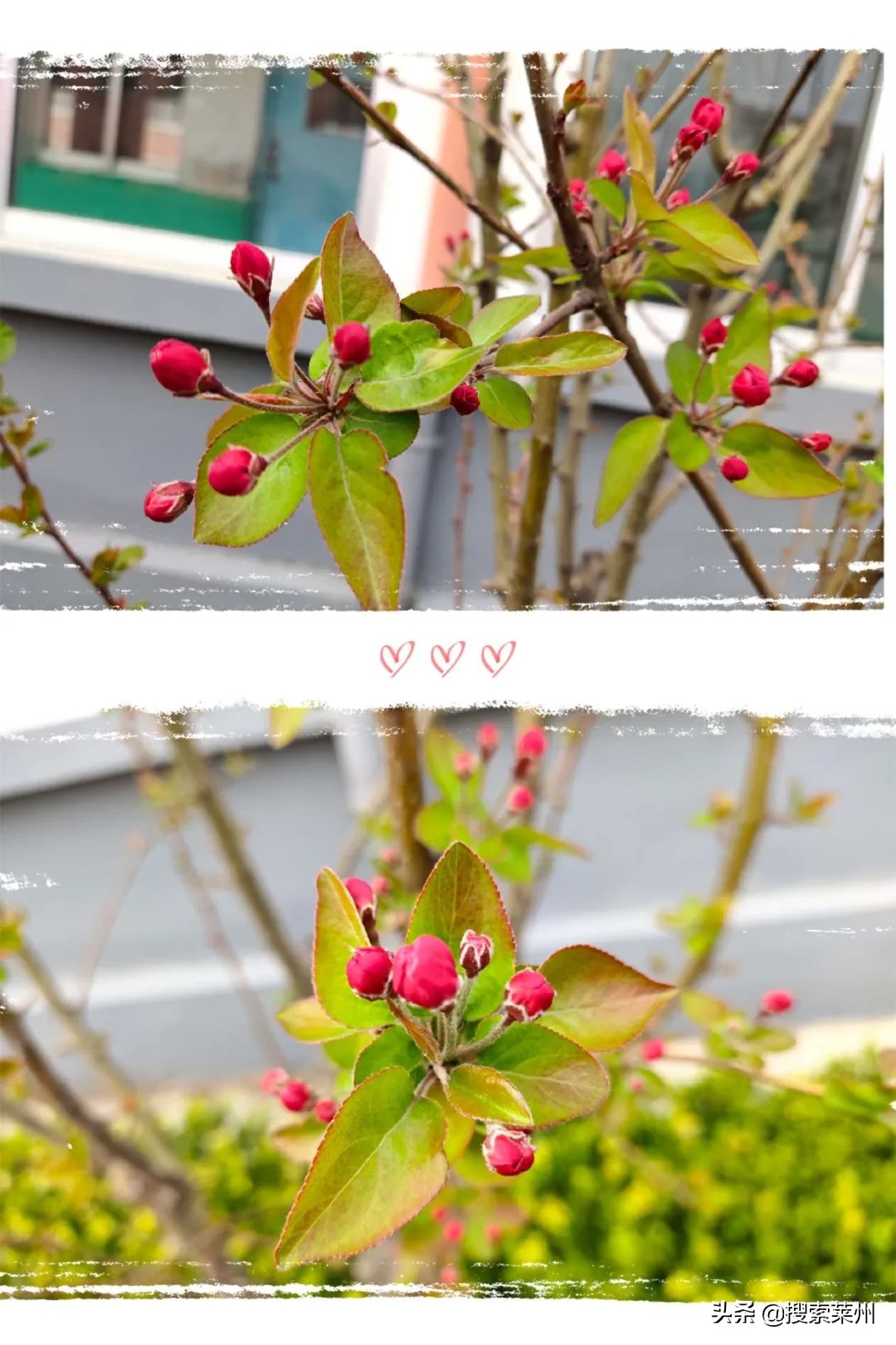 春满校园春暖花开,沙河镇中心小学校园