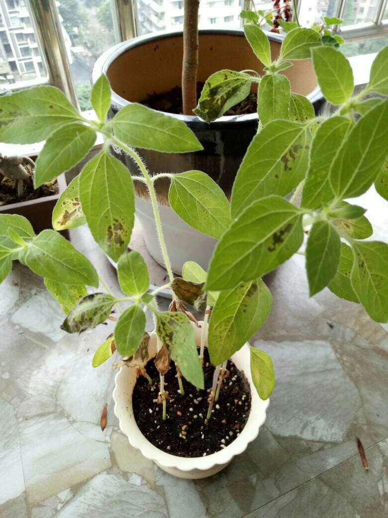 让向日葵快速盛开,盆栽向日葵长得又细又长怎么办