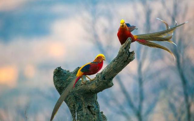 老汉深山放羊发现一个金凤凰,山西农民深山放羊发现金凤凰