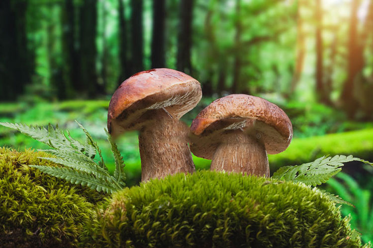 进化论真的就是我们人类的起源吗,物种起源和进化论有什么区别