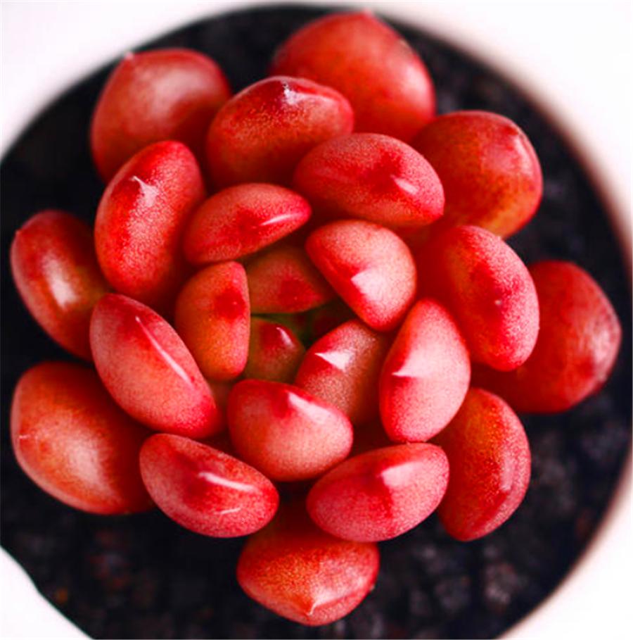 红宝石上色的最佳方法,红宝石怎么增色