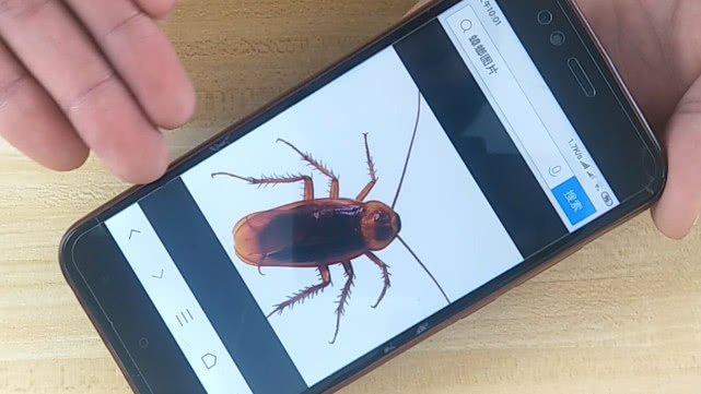 一招搞定蟑螂的方法,遇见蟑螂不要用脚踩它一招解决