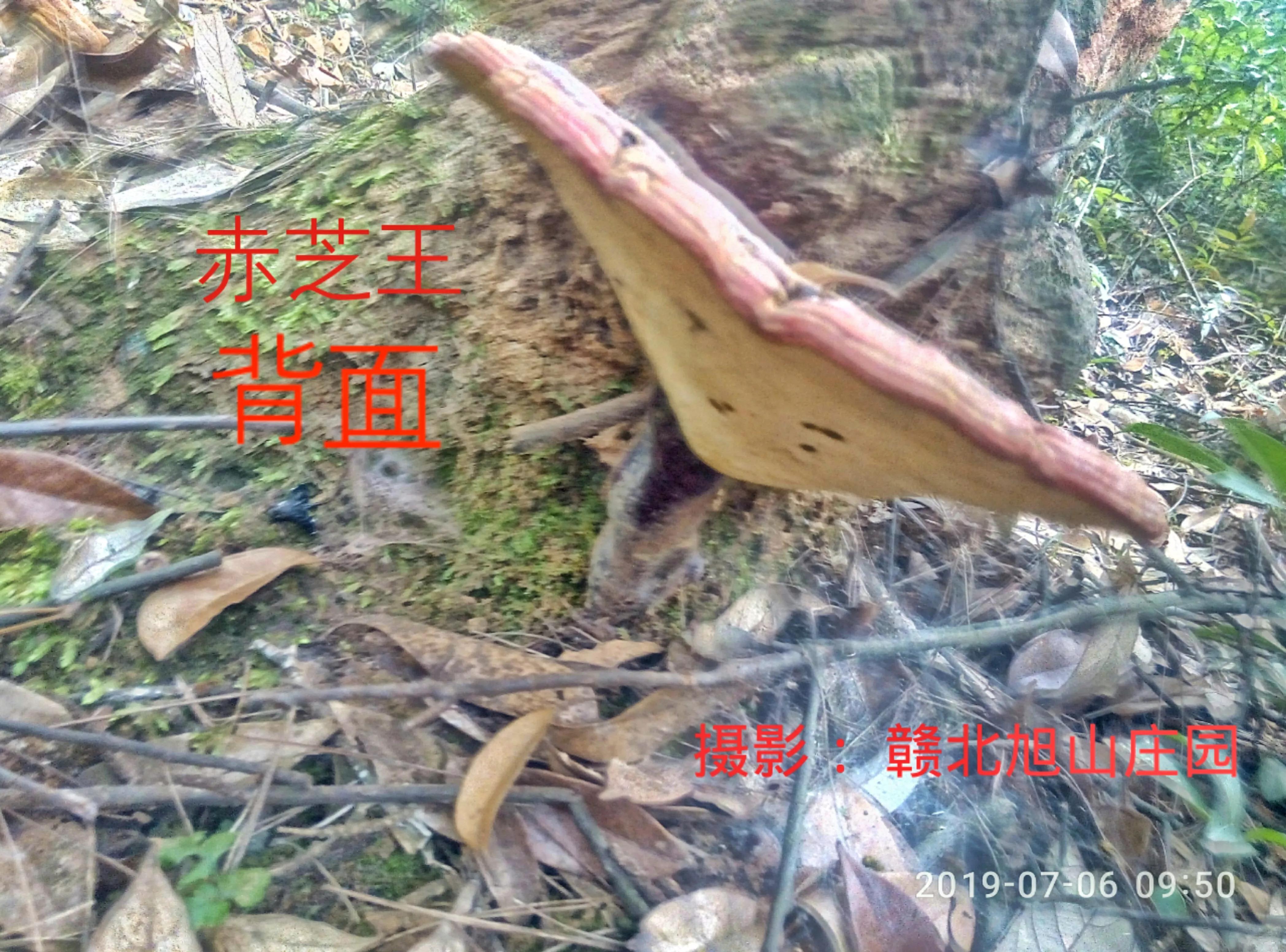 江西省赣北旭山庄园,灵芝旭山庄园