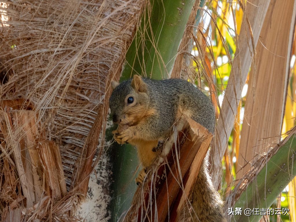 尼康p1000的详细操作 (尼康p1000的缺点)