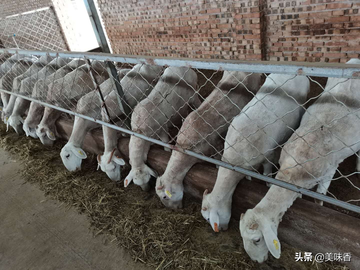 羊常见疾病的快速诊断,怎么判断羊病最简单的方法