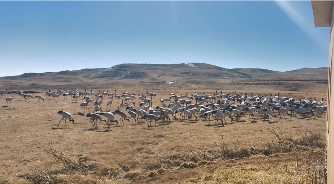大山包风景区最新视频,太平国家森林公园有什么玩的