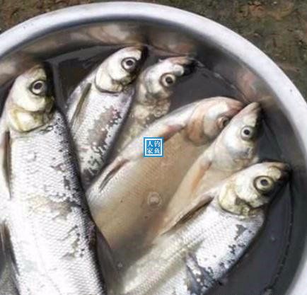 野生大湖钓鱼视频大全,深山老林水库野钓