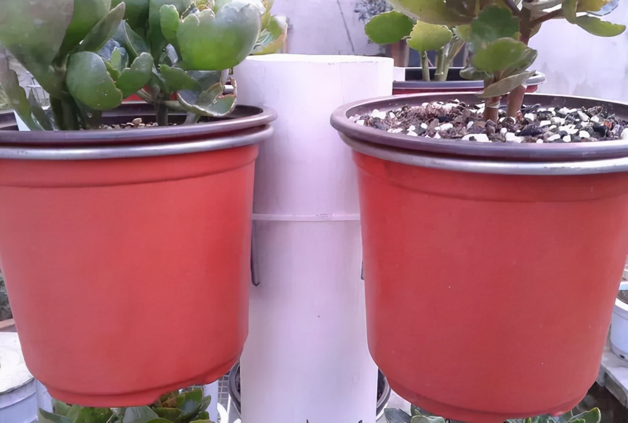 养花怎么才能不费钱,养花新手怎么养花盆好看