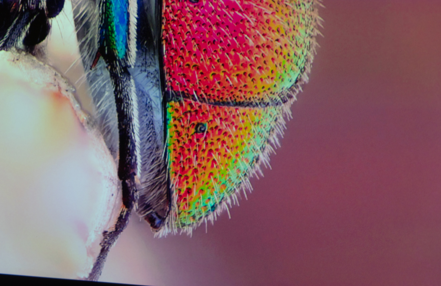 峰米投影仪smart升级版对比普通版,峰米smart投影仪对比小米2