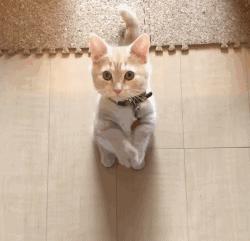 猫咪急救箱必备药物有哪些,猫咪的急救方法