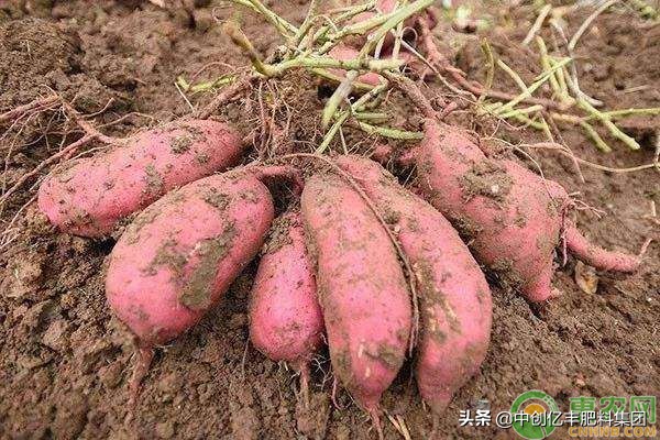 红薯常见病虫害及防治,红薯常见病虫害及防治方法