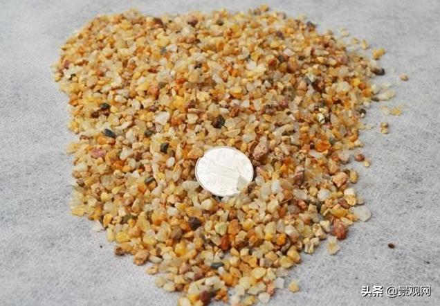 长大后的兔耳多肉,有一种长得像兔耳朵的多肉