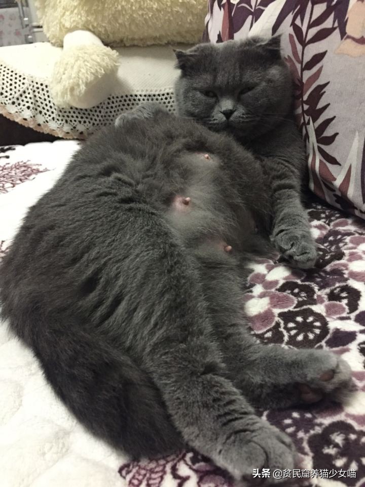 母猫怀孕了可以注射氨苄西林钠吗,母猫怀孕怎么补充营养