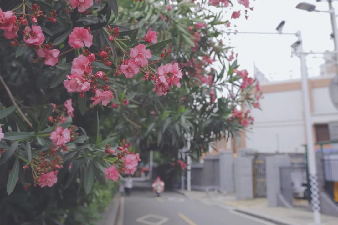 烟台山秋游,烟台夏夜的烟台山