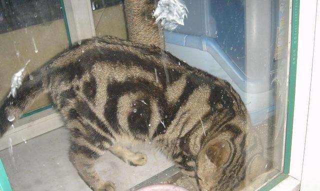 剪掉猫咪胡须对猫咪有影响吗,猫咪胡须不小心剪了会长吗