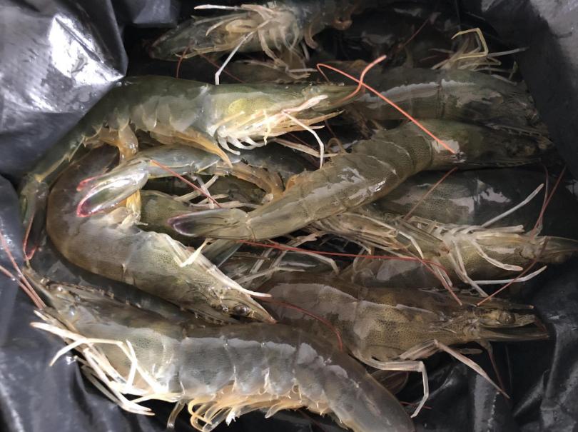 买大虾青的好还是红的好,怎么选大虾的正确方法和技巧