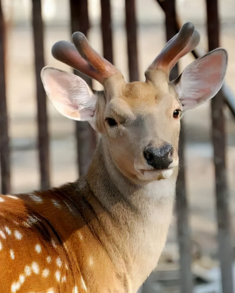 鹿角会自然脱落为什么还要割鹿角,你知道为啥只割鹿茸不捡鹿角