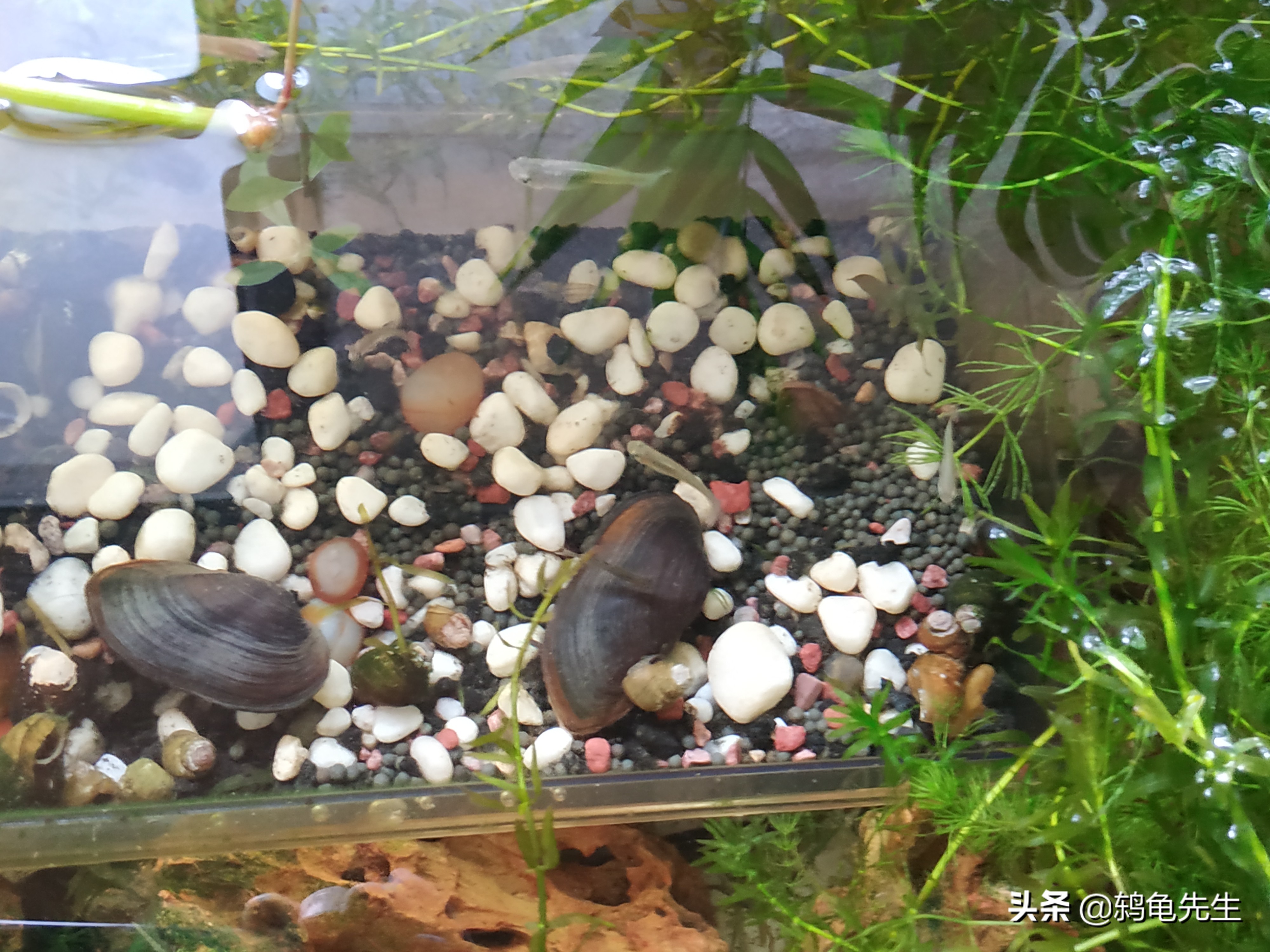 鱼缸养河蚌可以净化水质吗,鱼缸水中爆藻养河蚌