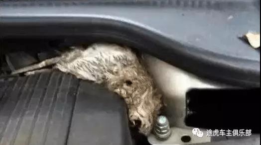 不洗发动机舱会怎么样,不清洗发动机舱的后果