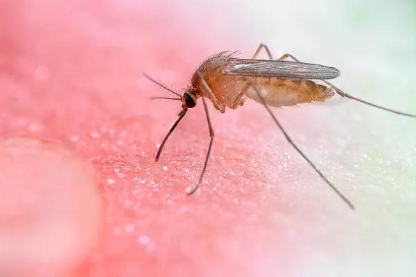 虫咬性皮炎可以用炉甘石洗剂吗,莫匹罗星可以治疗虫咬性皮炎吗