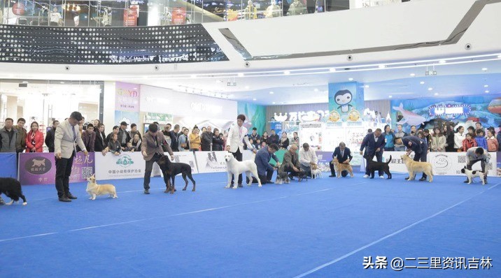 2018年cku全犬种中国展,cku吉林犬展